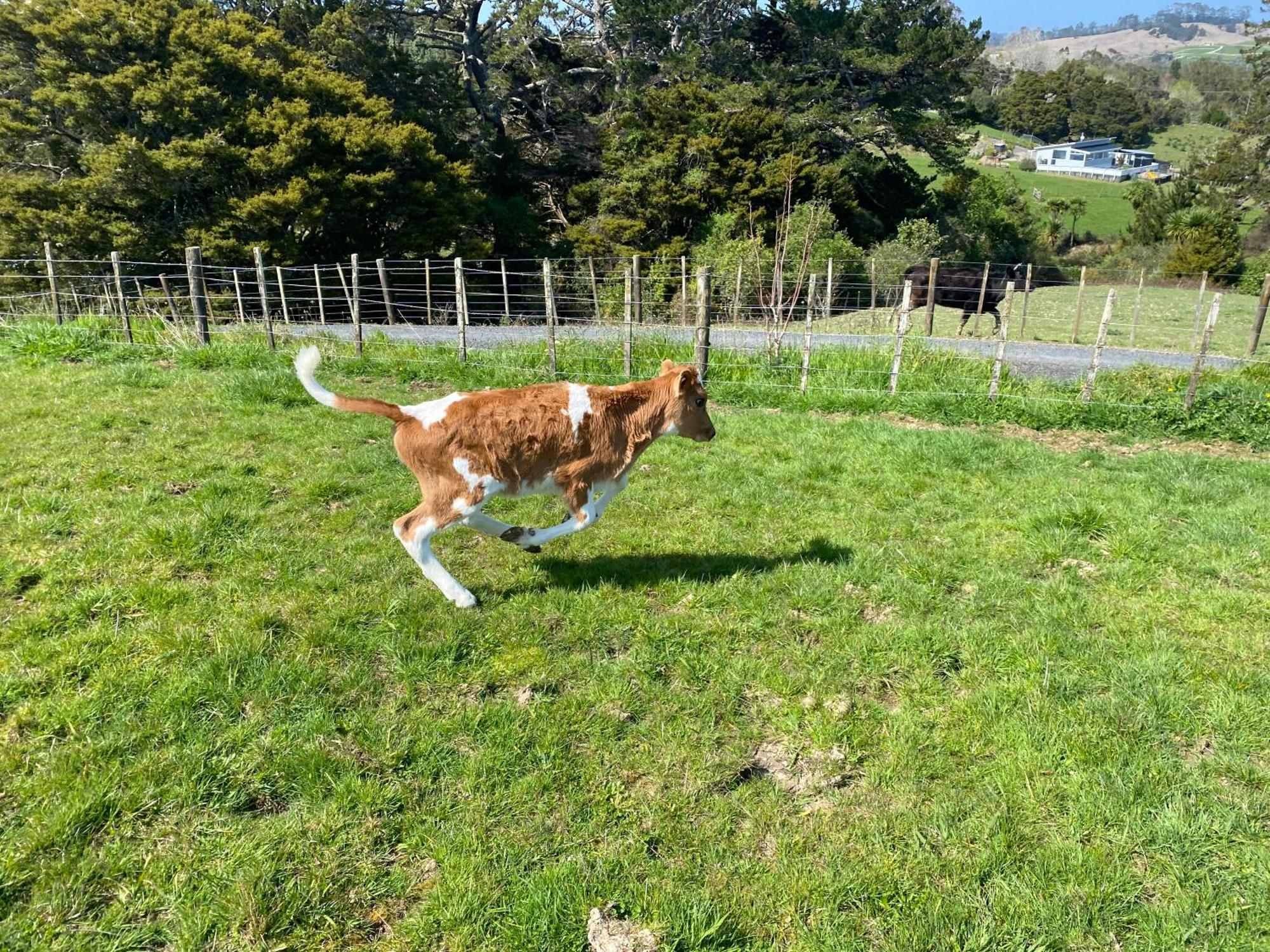 Pukeatua Farmstay Waimauku Extérieur photo