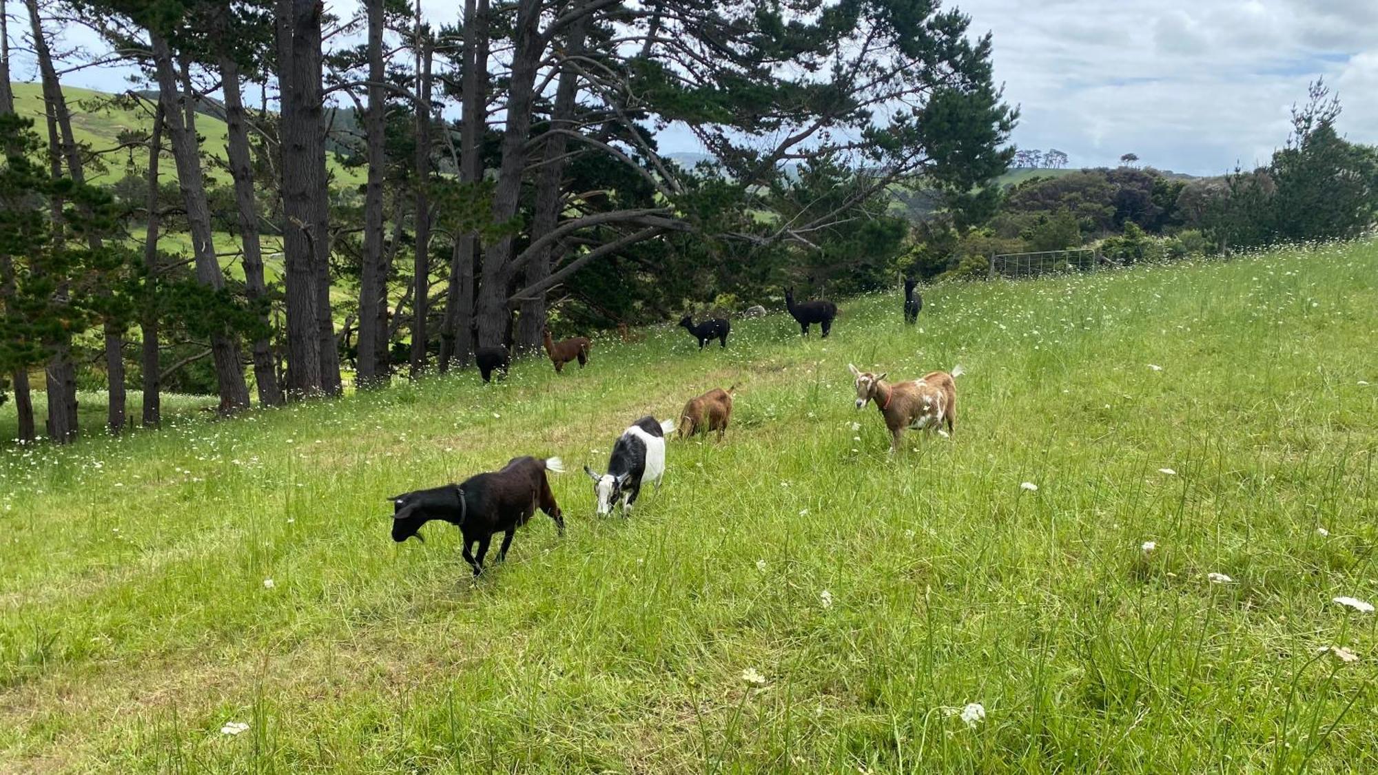Pukeatua Farmstay Waimauku Extérieur photo